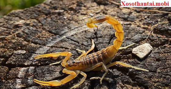 Mơ thấy bắt bọ cạp và lời cảnh báo