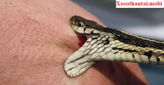 Chiêm bao thấy rắn cắn và điềm báo may mắn Chiêm bao thấy rắn cắn và điềm báo may mắn