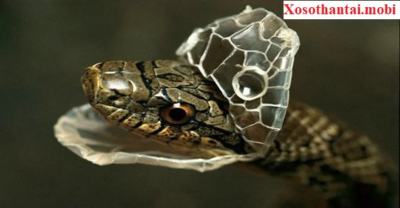 Điềm báo khi gặp rắn lột xác trong mơ Điềm báo khi gặp rắn lột xác trong mơ