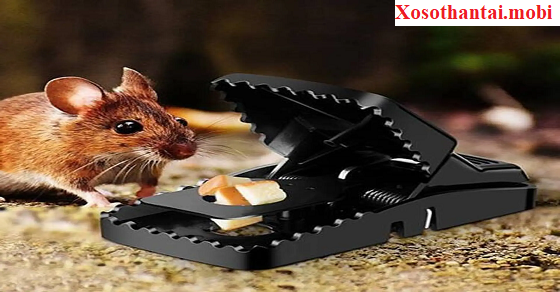 Điềm báo may mắn với giấc mơ chuột chạy vào nhà