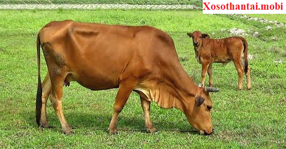 Điềm báo may mắn với giấc mơ bò chạy