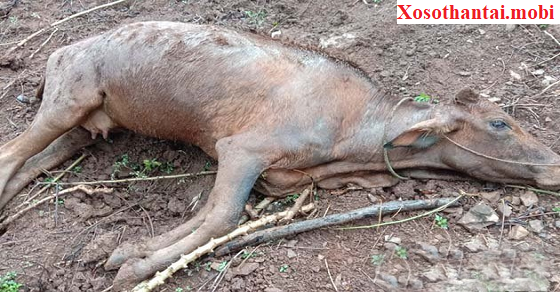 Điềm báo xấu với giấc mơ bò chết